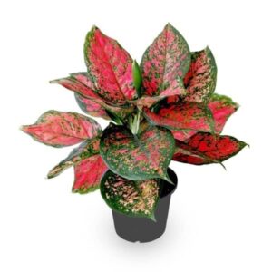 Garden Art Aglaonema (Lipstick Single Stem) Natural Live Indoor Plant with 7.5 cm Pot | Pack of 1 Healthy Live Plant | For Home, Office, Livingroom, Bedroom, Garden Decor